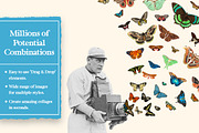 Butterflies Digital Collage Pack, an Object Graphic by Collage Supply Co (Thumbnail 2 of 3)