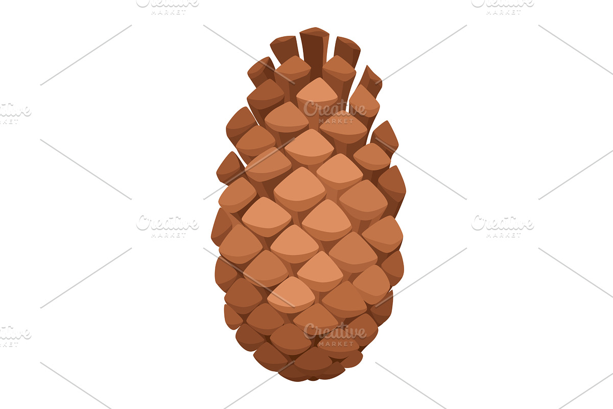 Fir or pine cone. Nature decoration, an Object Illustration by the8monkey