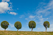 Trees against the sky. Sunny day.