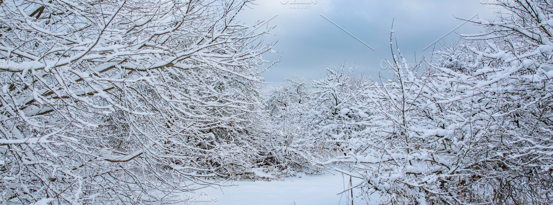 Dense snow covered forest after heavy snowfall, panoramic winter, a Photo by Pictures for you!!!!!!!!!