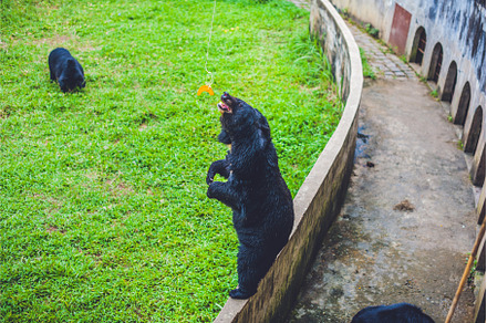 Black Bear sow in lush green grass, an Animal Photo by Elizaveta Galitskaya