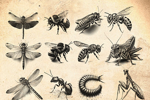 Beetle & Insect Procreate Stamps