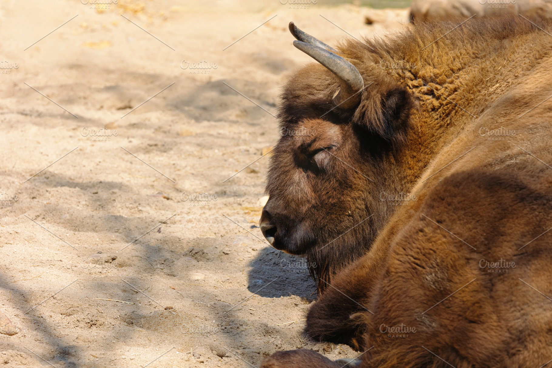Bison resting on sandy ground in the, an Animal Photo by Perpis