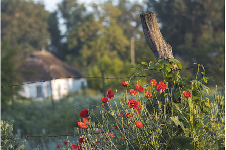 red poppy flowers and landscape, a Nature Photo by Pakosta