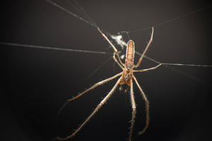 Long-jawed orb weaver