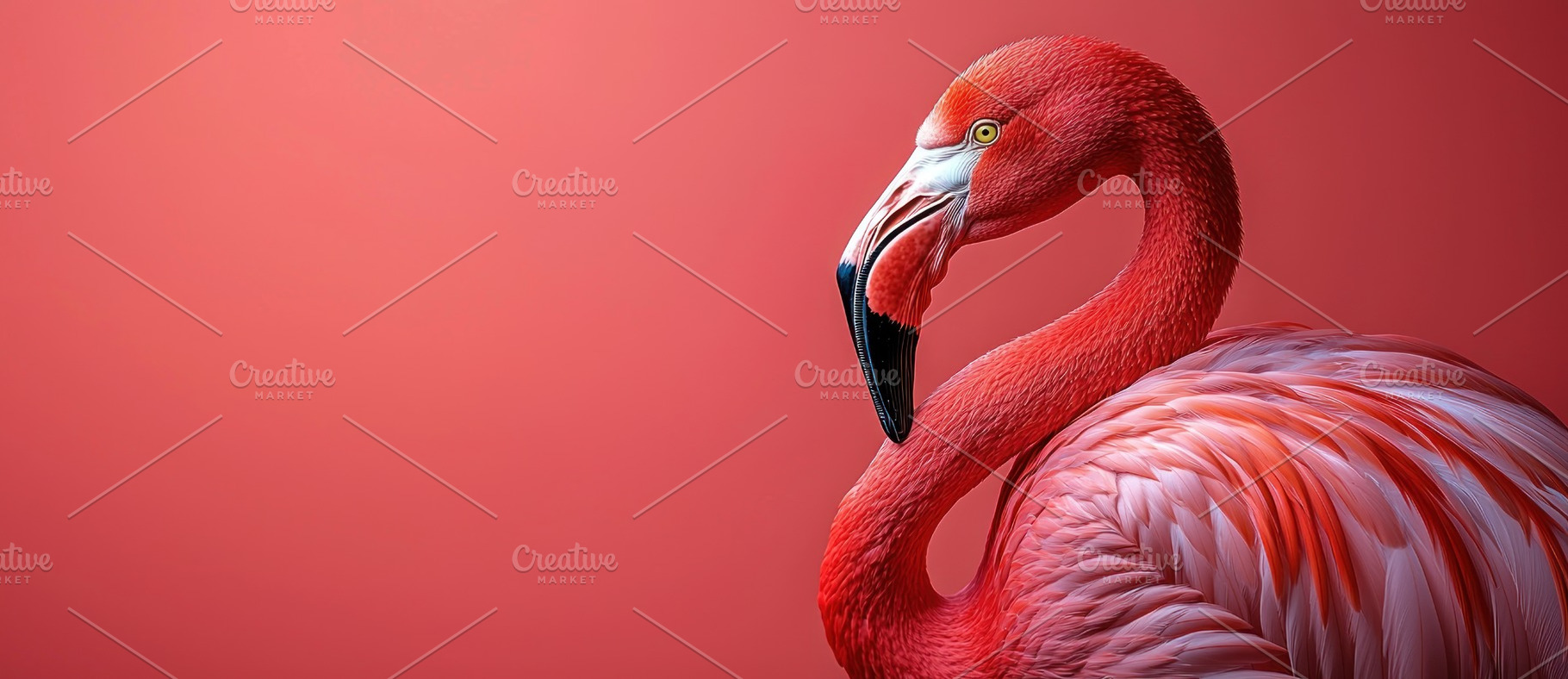 Closeup of a vibrant pink flamingo with detailed feathers agains, an Animal Photo by José Manuel Gelpi