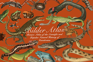 Vintage Vertebrate Animal Atlas, an Object Graphic by Lilithcollageart