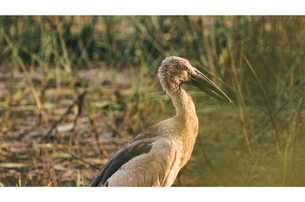 Goa, India. Close Asian Openbill, an Animal Photo by Our Amazing World