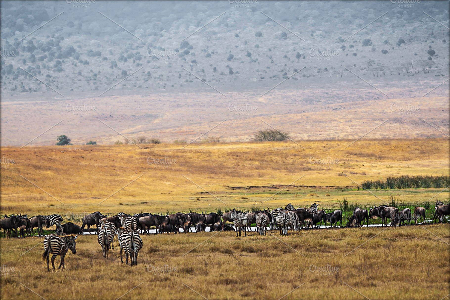 Ngorongoro national park stock photo containing ngotongoto and ngorongoro, an Animal Photo by jetta.lichtman