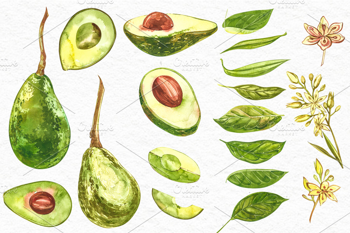 Avocado in botanical style, a Food Illustration by Ann Astro (Photo 6 of 13)