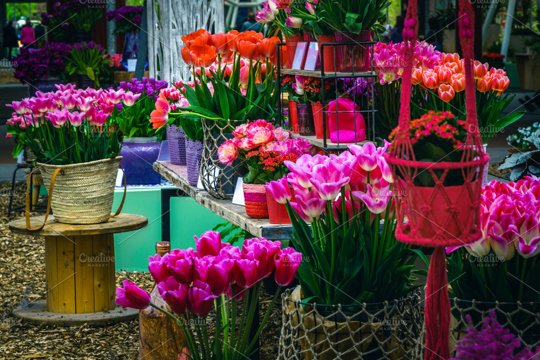 Colorful tulips in flower pots, a Business Photo by Alpine Dreams