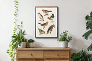 122 Vintage Illustrations of Birds, an Animal Illustration by Graphic Goods (Thumbnail 6 of 14)