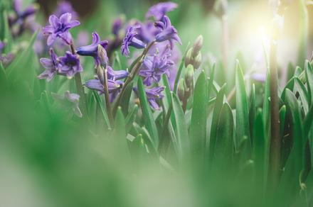 Blooming blue hyacinth in the garden on a summer sunny afternoon, a Nature Photo by ndanko