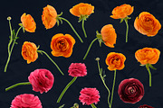 Ranunculus Floral ClipArt Realistic, an Object Graphic by Turning Moss (Thumbnail 12 of 12)