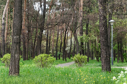 Landscape in a city park in spring, trees, green grass with brig, a Nature Photo by TanaCh