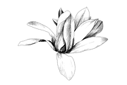 Hand Sketched Magnolia, an Object Graphic by VictoriaKStudio (Thumbnail 3 of 6)