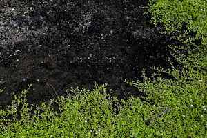 Climbing plants that cover the black, a Background Photo by bastera