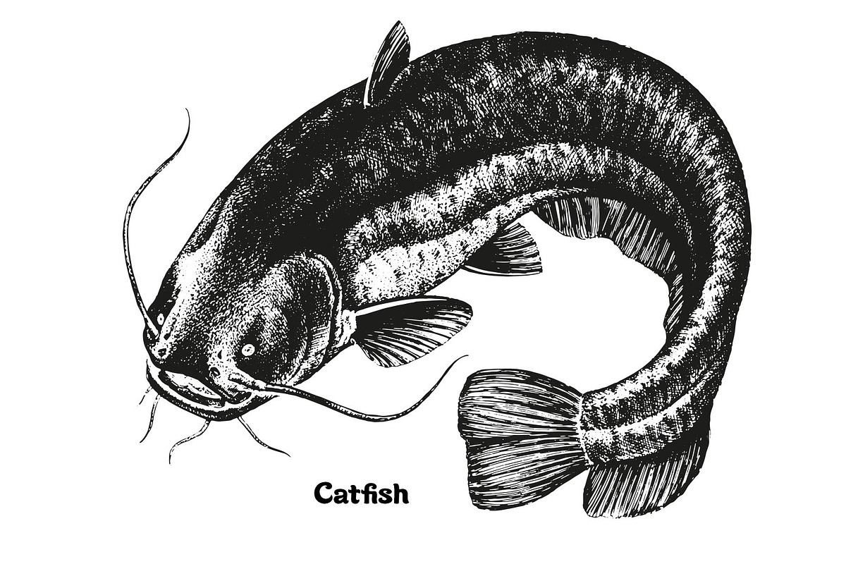 Fish collection, part 2, a Food Illustration by ZotovShop (Photo 7 of 11)
