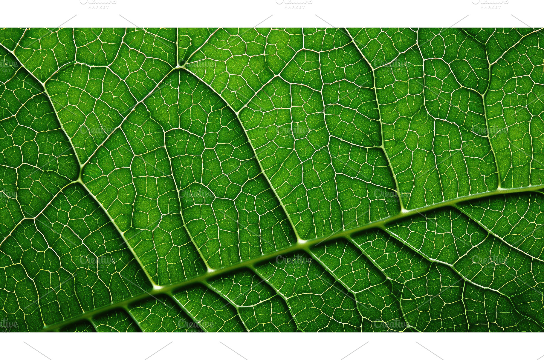 green foliage eco background ai, a Background Photo by pikepicture