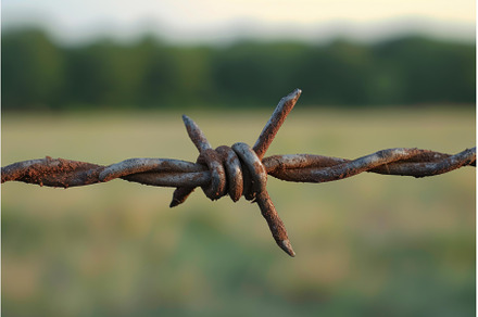 Intricate Barbed wire field closeup, a Nature Photo by Ylivdesign