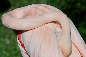 Pink flamingo arched its neck, sunny day, a Nature Photo by ndanko