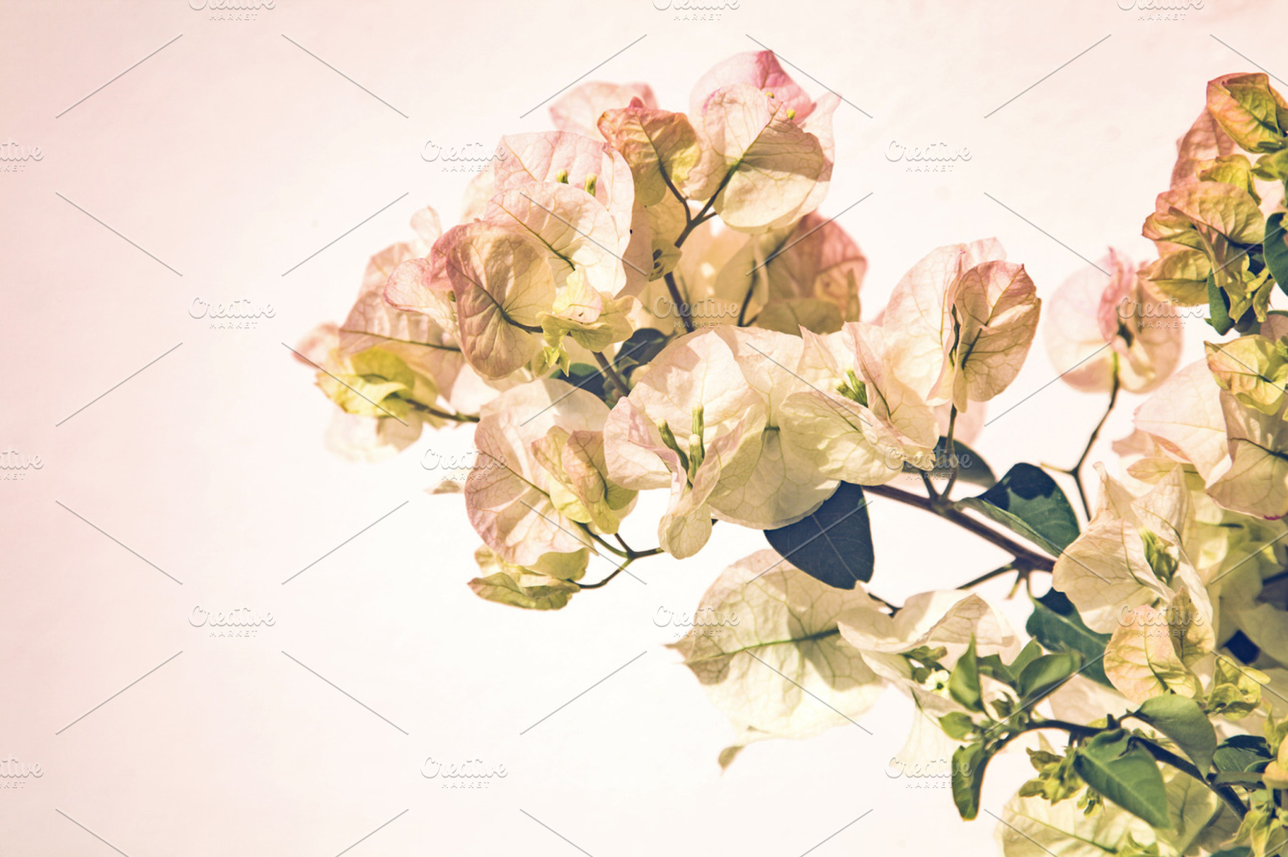 Iseeyouphoto bougainvillea flowers stock photo containing flowers and floral, a Nature Photo by ISEEYOUPATTERN