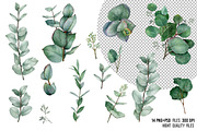 Watercolor eucalyptus leaves clipart, an Object Graphic by yana.fefelova (Thumbnail 2 of 4)