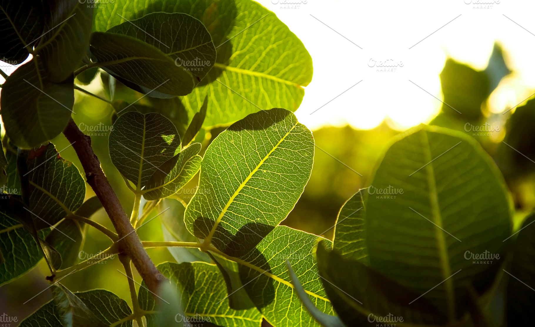 Sunlight Leaves, a Nature Photo by THP Creative