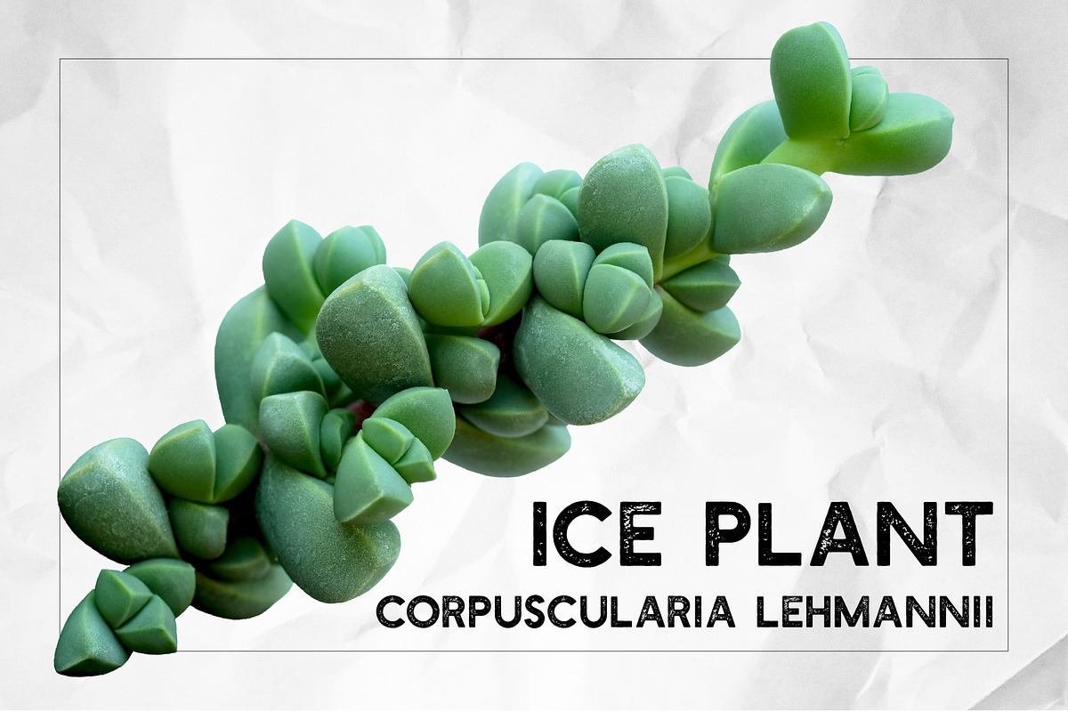 Succulents - Real Botanic Specimens, an Object Graphic by Turning Moss (Photo 5 of 12)