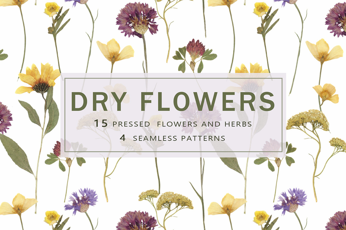 Pressed Dry Flowers & Leaves, an Object Graphic by Katya_lu (Photo 1 of 8)