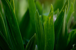 Close-up of a dense green plant with long narrow leaves., a Nature Photo by ndanko