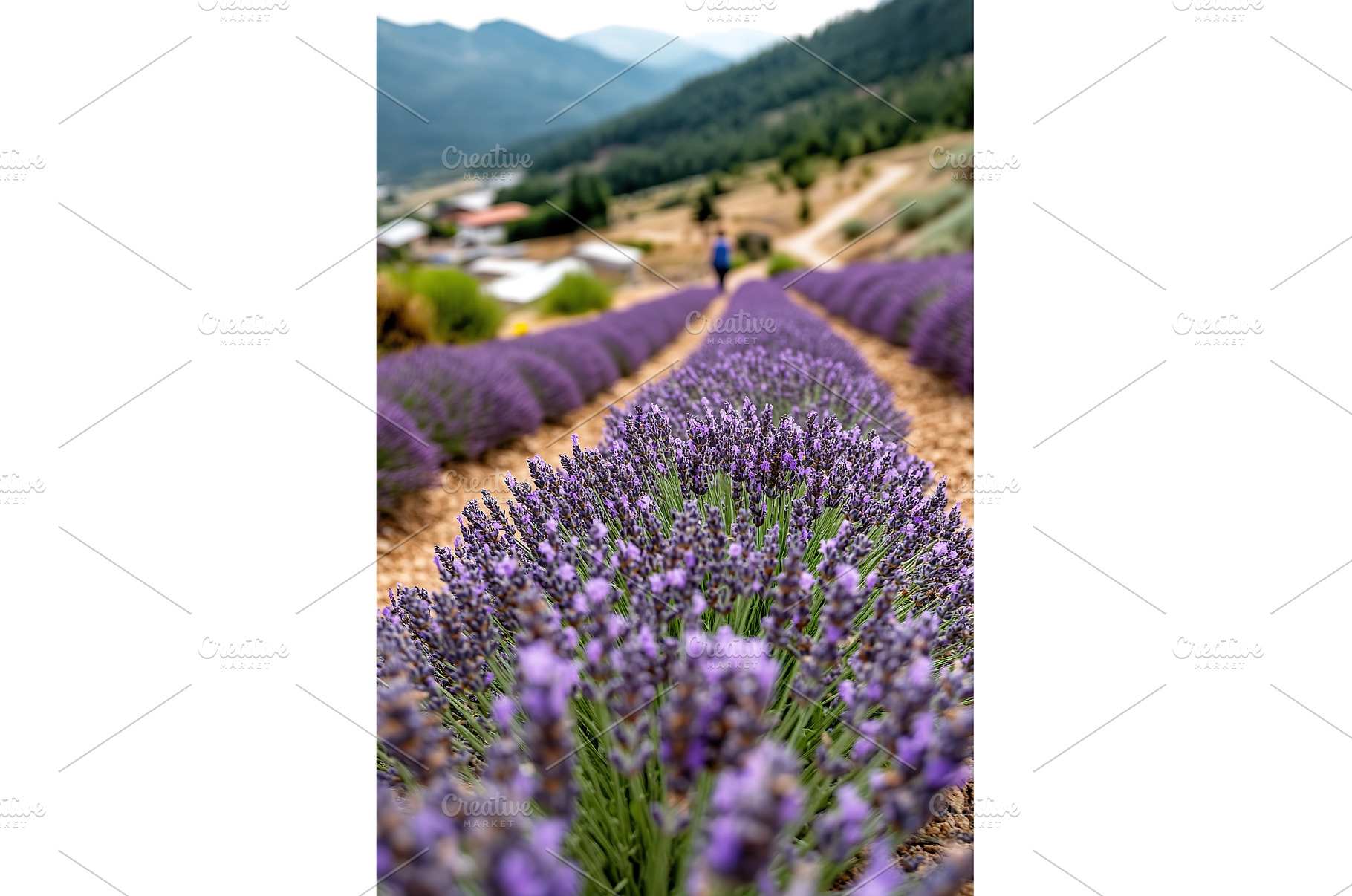 Vibrant lavender fields with, a Nature Photo by Lermont51