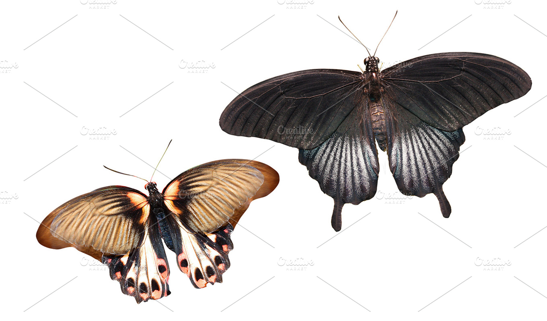 Beautiful Butterflies