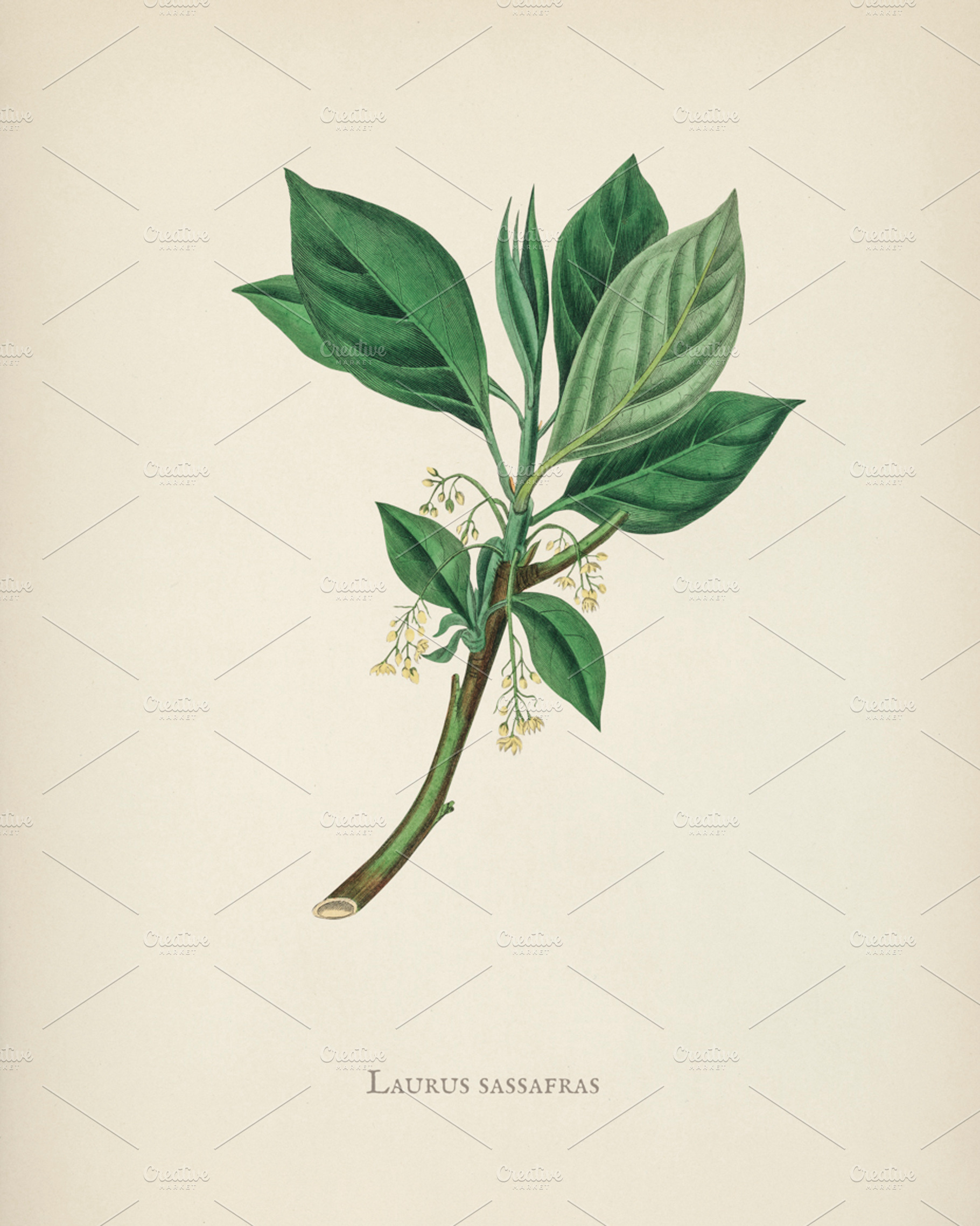 Illustration medical botany psd stock photo containing psd and layer, a Nature Photo by rawpixel