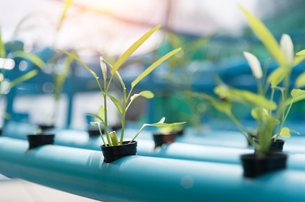 Vegetables Hydroponics farming in farmland background. Organic f, an Industrial Photo by Ministocker