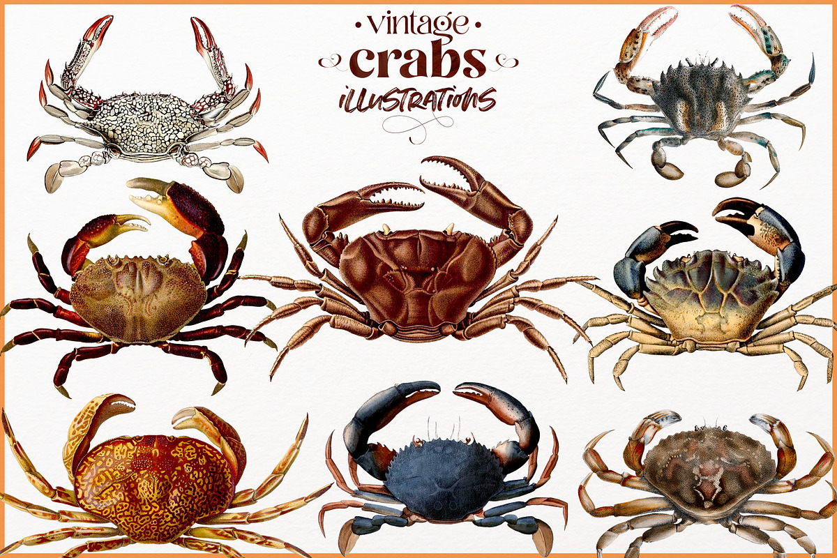 Vintage Crab illustrations, an Animal Illustration by Natalka Dmitrova art (Photo 2 of 12)