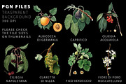 Fruit illustrations pack 1, a Food Illustration by Padrinan (Thumbnail 2 of 5)