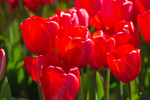 Red tulips macro with water drops under morning sun, spring flor, a Photo by Pictures for you!!!!!!!!!