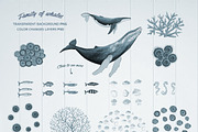 Family of whales, an Animal Illustration by Isbela  (Thumbnail 6 of 6)