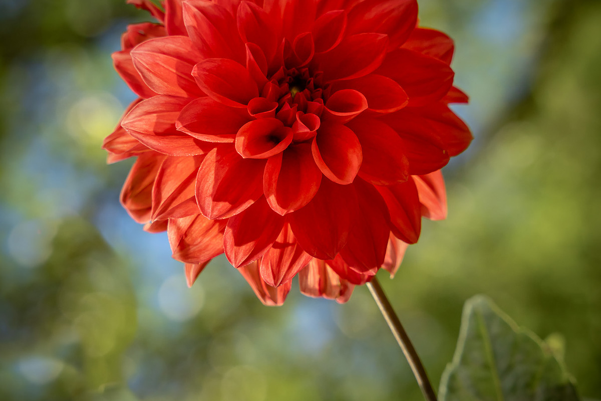 Colorful Garden Flower Photo Bundle, a Nature Photo by Silent Nature (Photo 3 of 6)