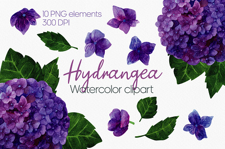 Hydrangea watercolor clipart PNG