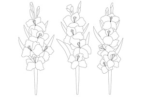 Set Gladiolus Flowers Vector