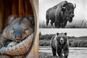 Wildlife & Pet Photography, an Animal Photo by Hamza067 (Thumbnail 3 of 3)