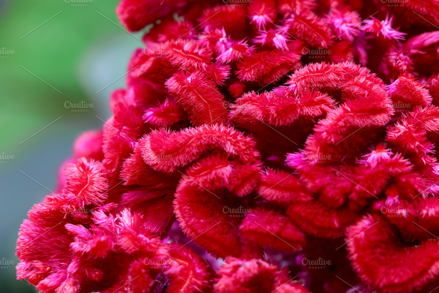 Vibrant Red Cockscomb Flowers, a Nature Photo by Sir13