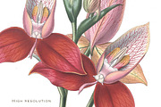 Botanical Flowers vol.1, an Illustration by BlackBird Foundry (Thumbnail 3 of 3)