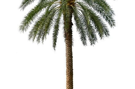 Palm Tree Isolated On White., a Nature Photo by rakoptonLPN