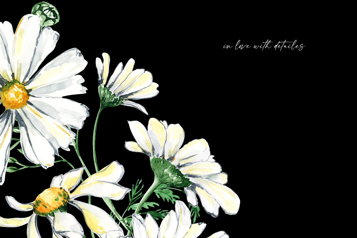 Watercolor Daisies, an Object Illustration by Olga Koelsch (Photo 11 of 12)