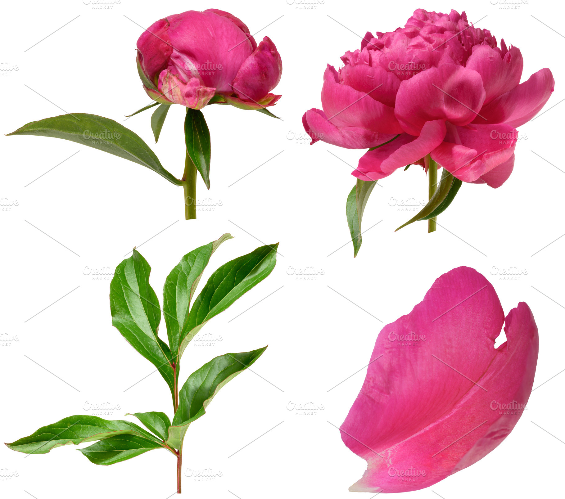 Blooming pink peony buds, petal and green leaf on isolated backg, a Nature Photo by ndanko