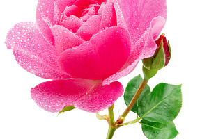 Opened pink rose or Bulgarian rose, a Nature Photo by Volff
