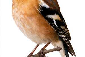 Common chaffinch perched on branch isolated on white background
